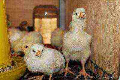 White Leghorn Chickens