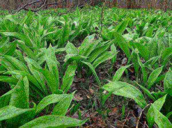 Places where wild garlic grows abundantly are called bear meadows.