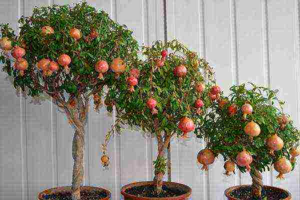 Under indoor conditions, pomegranates of the Nana, Alba plena, Carthage and Baby varieties are grown