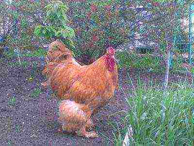 rooster of breed kukhinhin