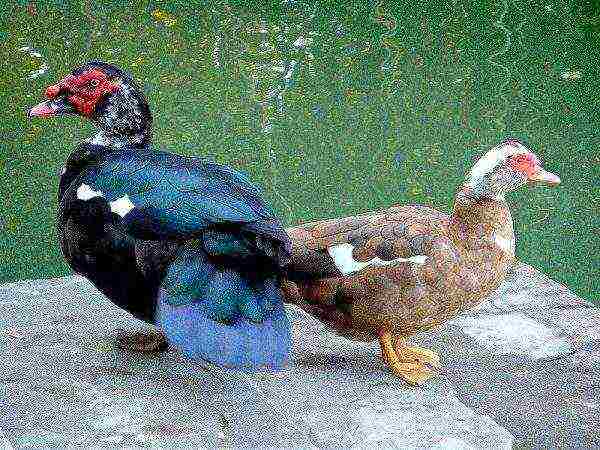 Indo-patka obitelj
