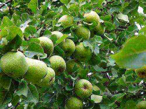 Zeleni plodovi Moskvichke na grmu
