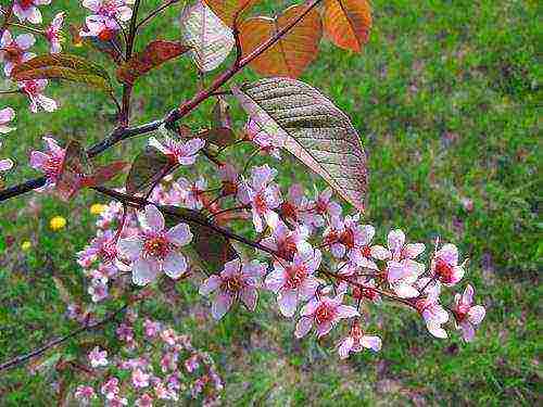 Blooming bird cherry Colorata