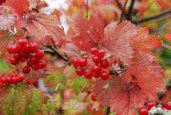 Bunches of red viburnum in autumn