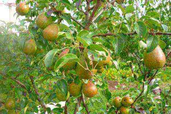 Pear requires careful, regular care.