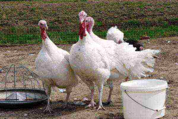 Free-range broiler turkeys
