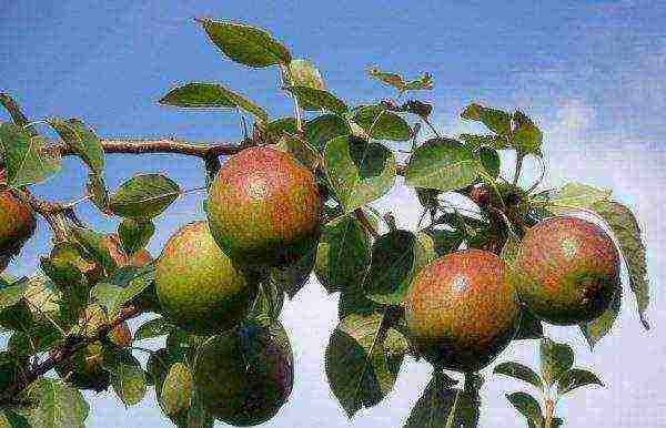 Ripe Krasulia pears on the bush