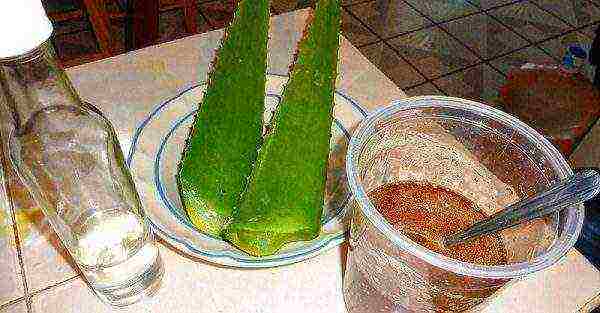 Cooking aloe tincture with vodka
