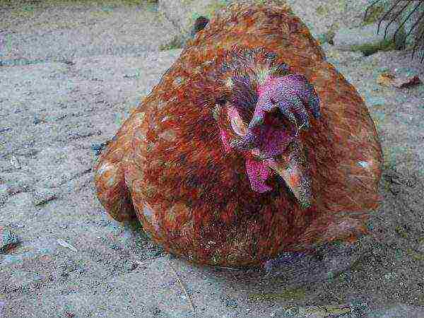Atony goiter in chickens