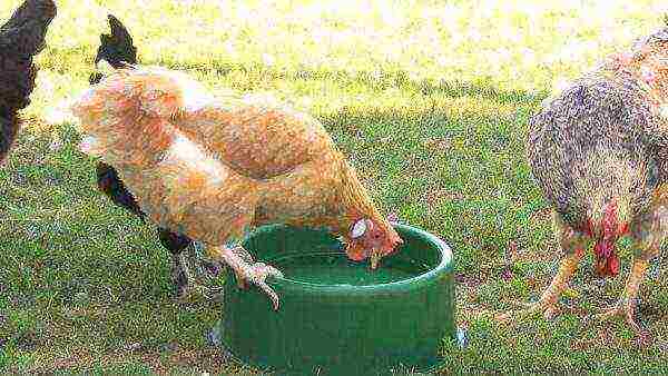 Chickens drink from a drinking bowl
