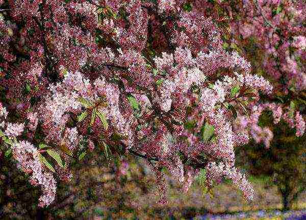 Mga sanga na may kulay-rosas na bulaklak ng Colorata bird cherry