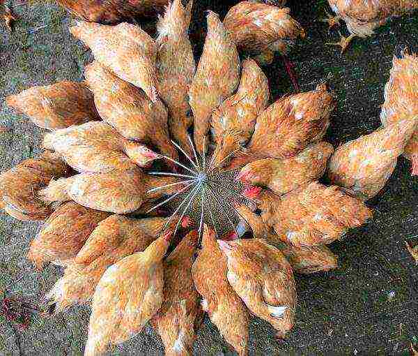 Seasonal feeding of laying hens