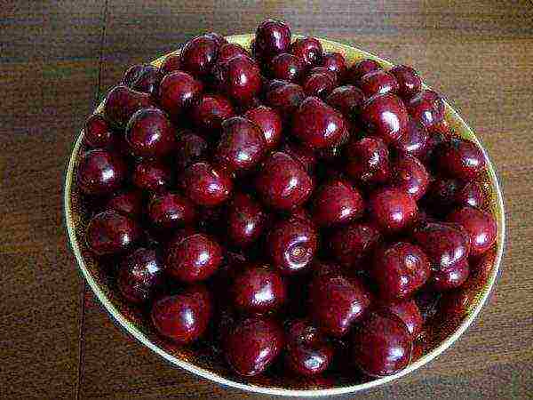 Shelf life of Bovine Heart cherries is very short and requires immediate processing