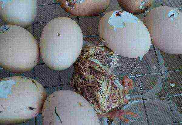 chickens hatch from an egg