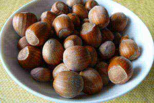 Hazelnut contains a large amount of vitamins and minerals, polyunsaturated fatty acids, amino acids