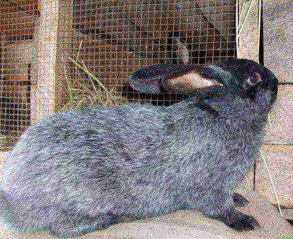 Rabbit breed silver
