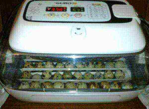 Quail eggs in an incubator