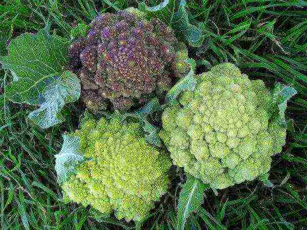 A good harvest of Romanesco cabbage can be obtained in soils with an alkaline environment