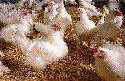 white Leghorn chickens in the barn