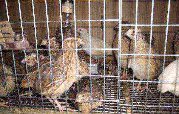 Monthly quails in a cage