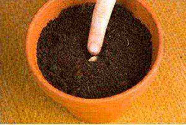 Planting depth of mandarin seeds 1–2 cm