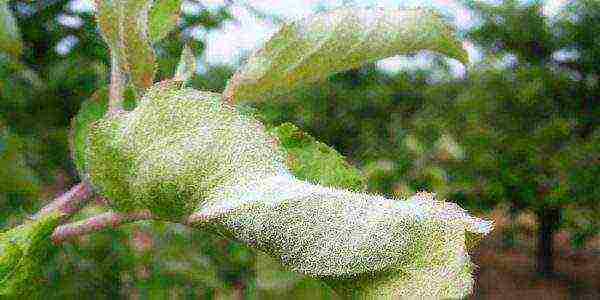 Powdery mildew on pear leaves