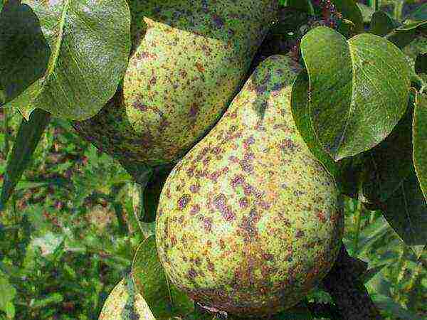 The cause of pear rotting right on the tree is a fungal disease - fruit rot
