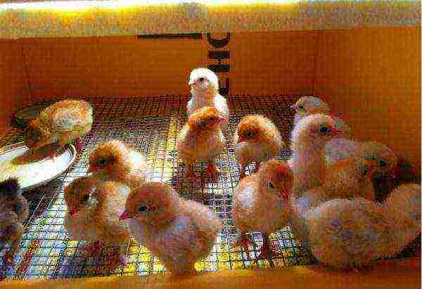 incubator chicks