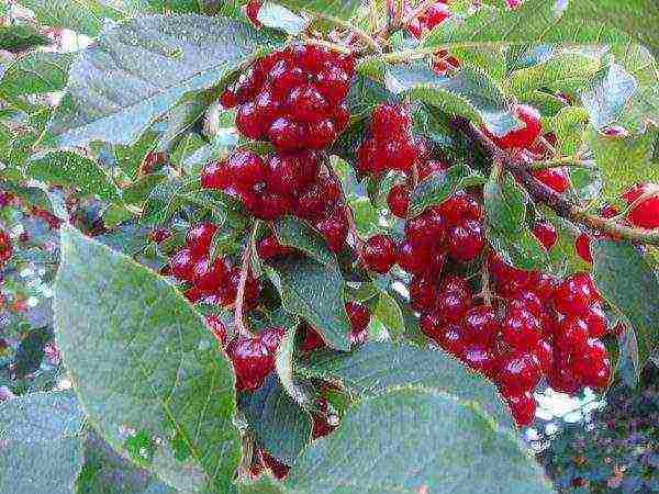 The composition of red bird cherry berries contains tannins