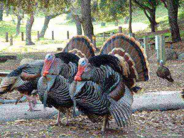 Bronze wide-breasted turkey