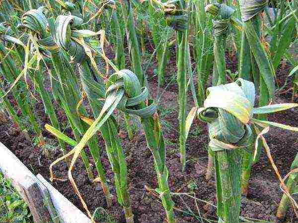 You can accelerate the ripening of the bulbs by tying the leaves at each knot