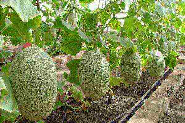 Ripe melons ready to harvest