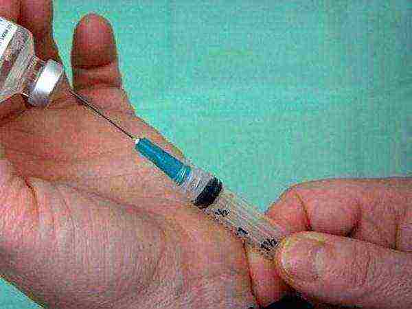 Syringe and vaccine against Marek's virus