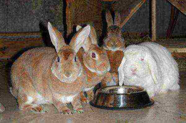 Rabbits drink water from a drinking bowl