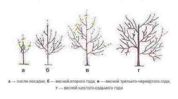 The scheme of crown formation of apricots Triumph North