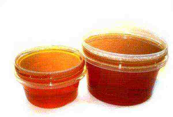 Esparcet honey in a plastic bowl
