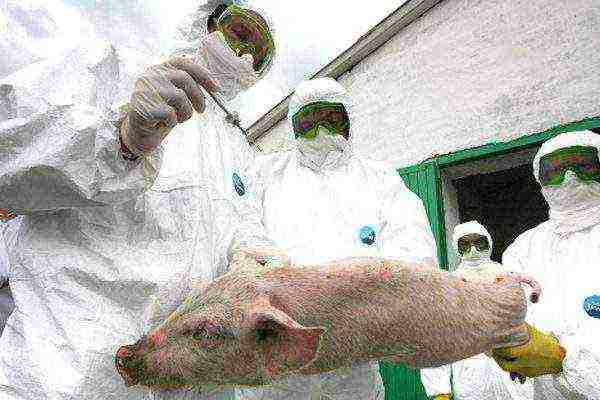 Laboratory analyzes of pigs