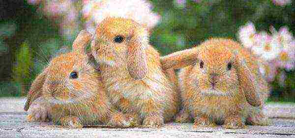 The choice of breeds of rabbits for breeding