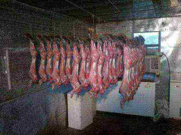 Rabbit farm slaughterhouse