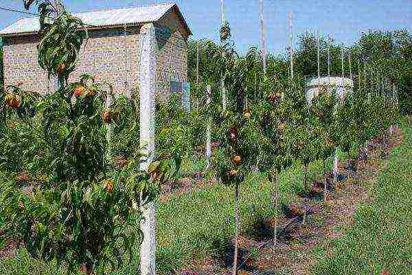 Rooted young peach trees