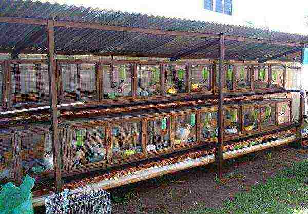 Outdoor cage keeping rabbits