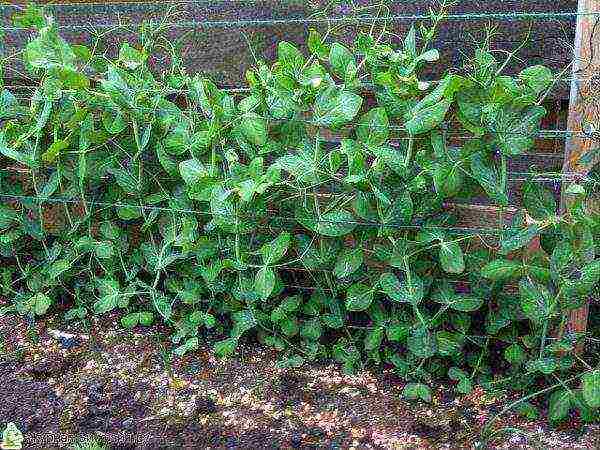 The pea root system penetrates deeply into the soil