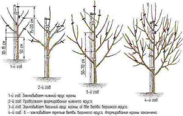 Ang scheme ng pruning ng peras sa unang apat na taon