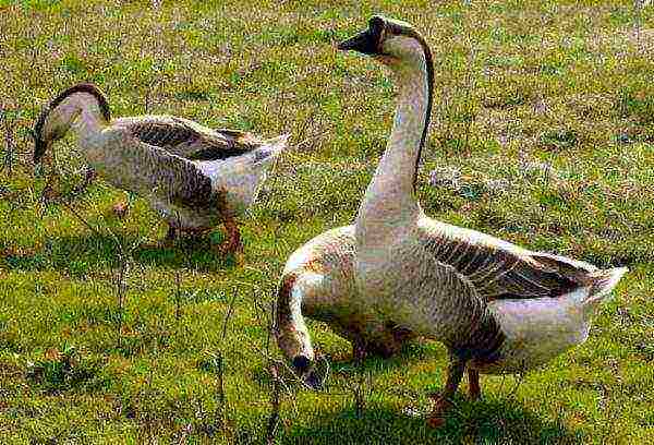 Kuban gray geese