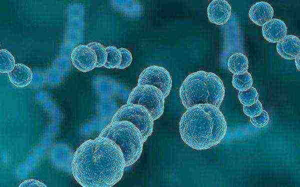 Streptococcus bacteria