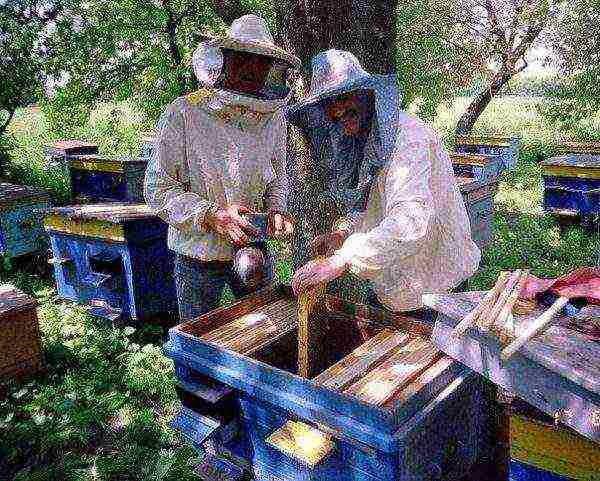 Ljudi rade na pčelinjaku