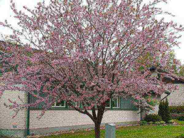 Blooming bird cherry Colorata in front of the house