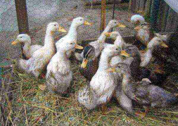 Grown up broiler ducks
