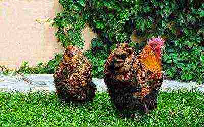 ไก่และไก่ orpington บนพื้นหญ้า