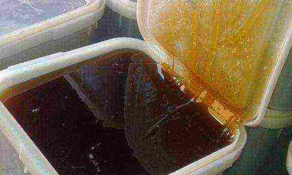 Useful properties of angelica honey